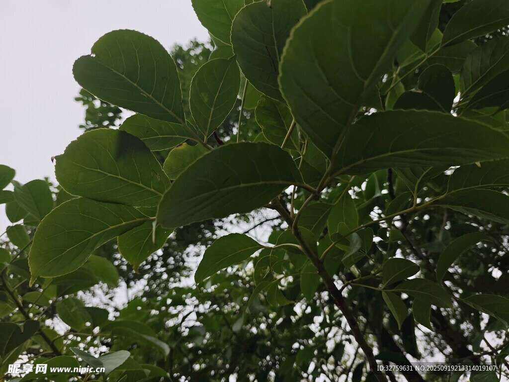 綠葉繁茂的樹冠