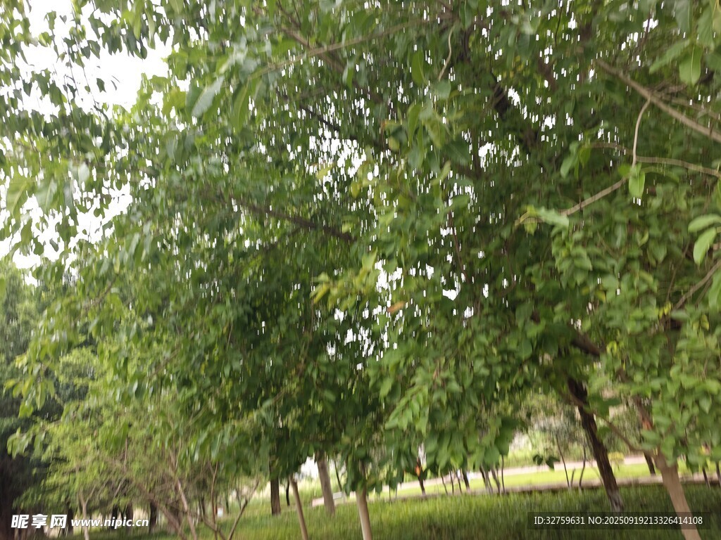 綠樹成排的戶外景致
