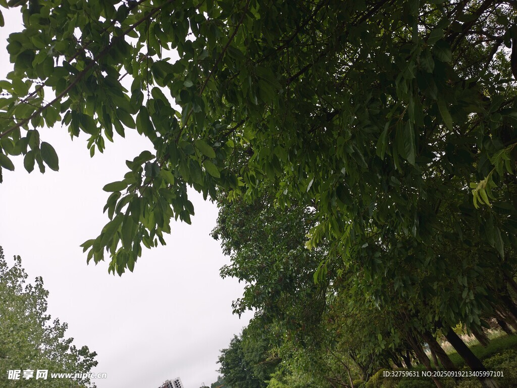 林間綠蔭