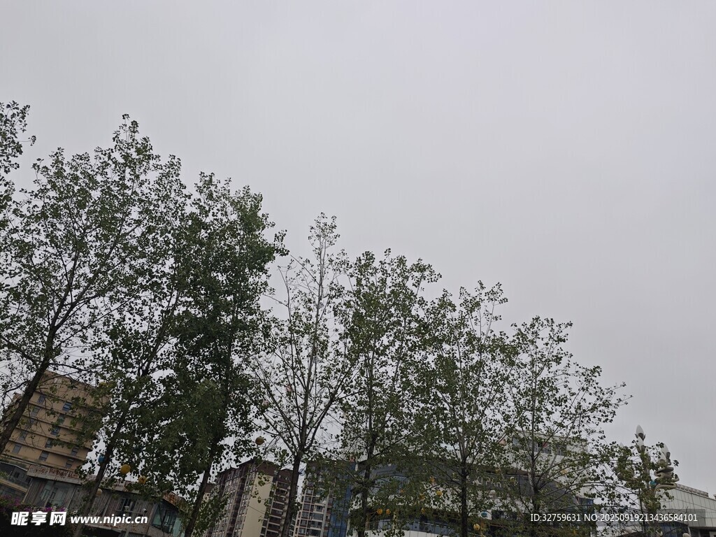 戶外樹木與建筑景觀