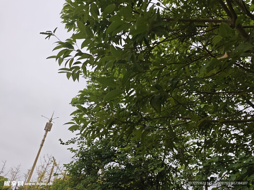 綠葉間的遠(yuǎn)處高塔