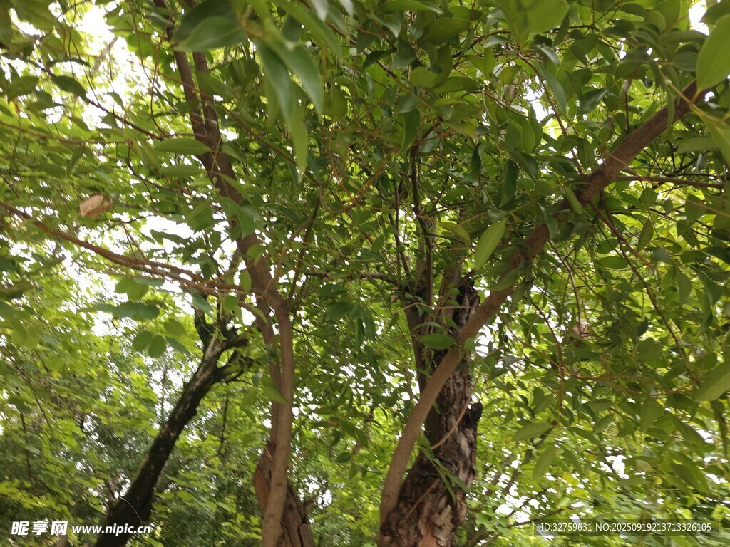 繁茂綠樹展現(xiàn)自然生機(jī)
