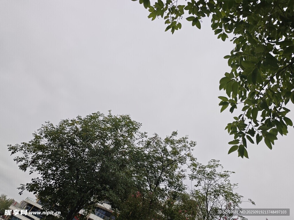 仰視視角下的綠樹與天空