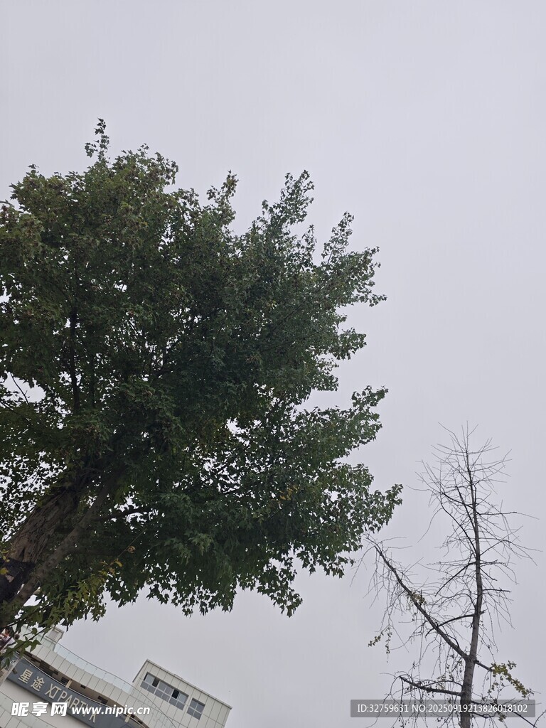 高大綠樹與光禿樹枝對(duì)比