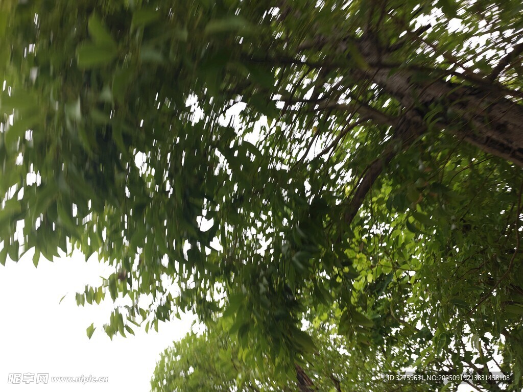 仰視繁茂綠樹