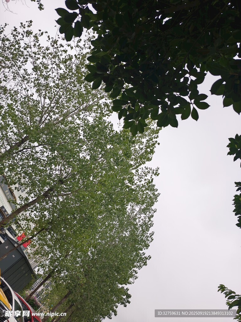 林間景象