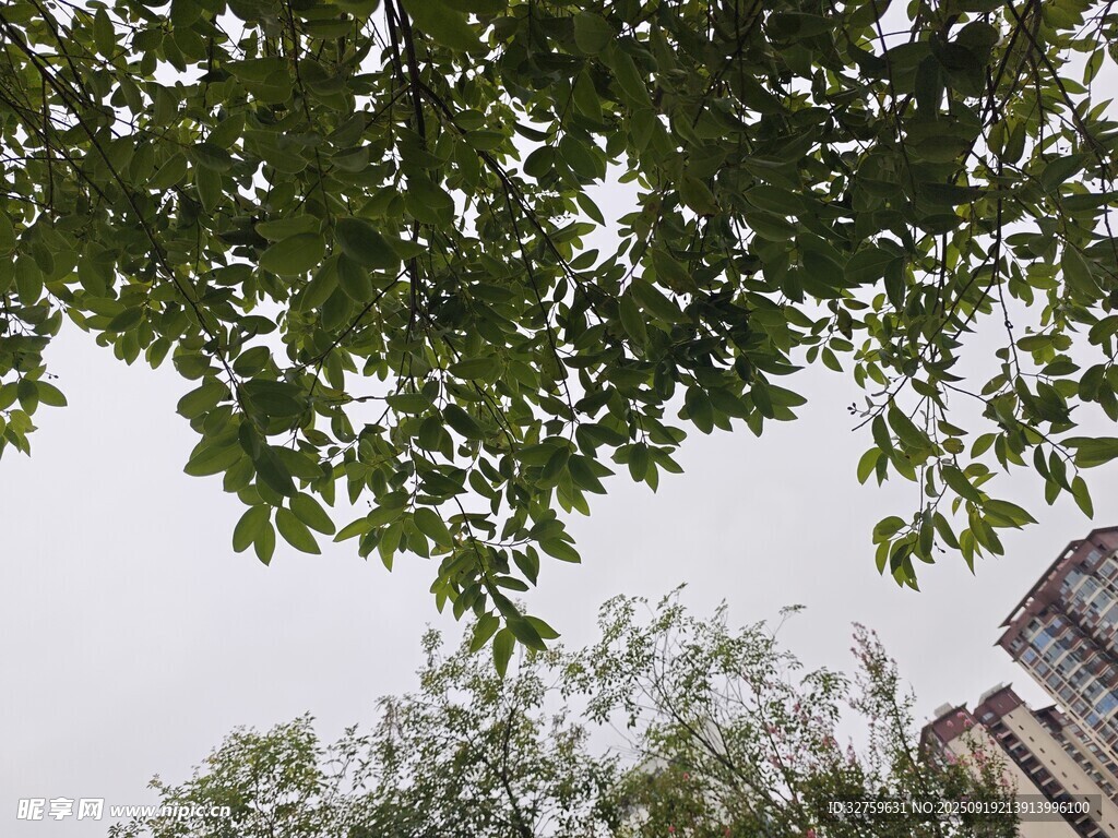 綠葉掩映下的城市一角
