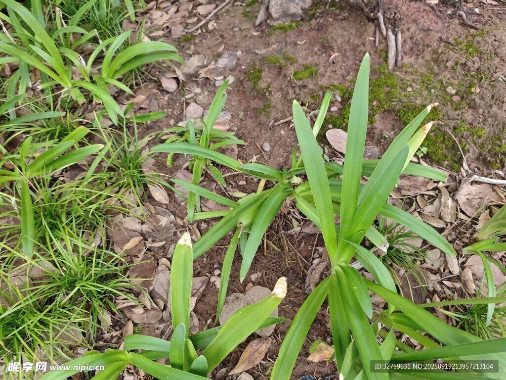 野外生長(zhǎng)的綠色草本植物