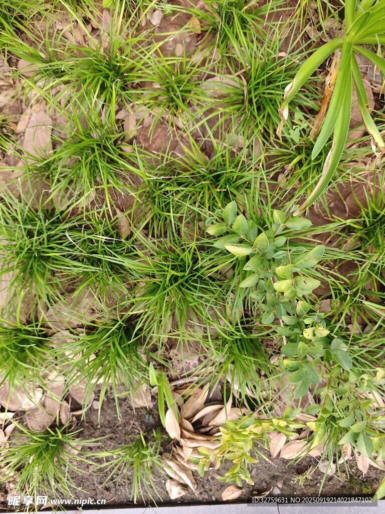 地面上的蓬勃綠草