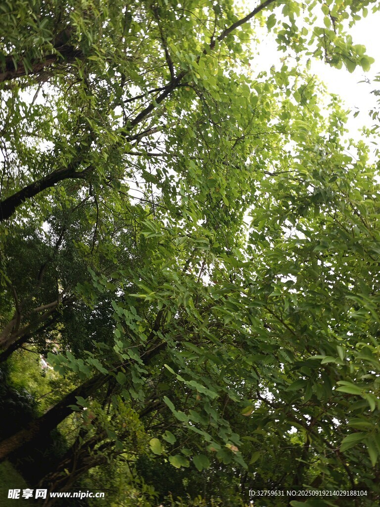 茂密樹(shù)林間的綠意盎然