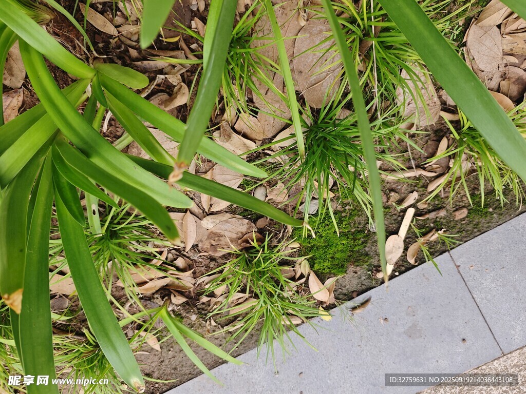 路邊綠植景象