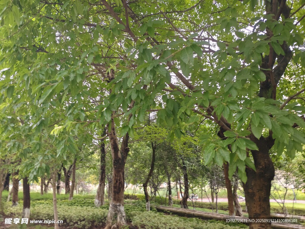 綠樹成蔭的林間景致