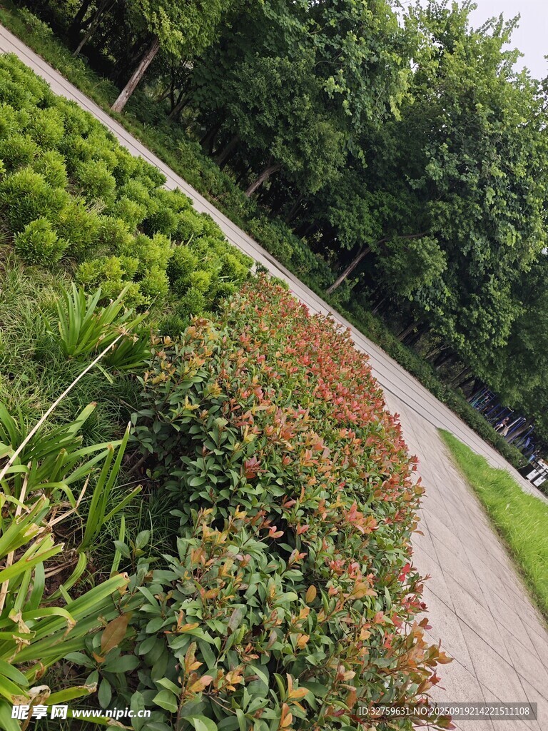 路邊多彩植物景觀