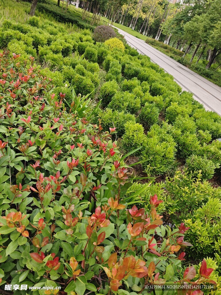 山間多彩植物與蜿蜒小路