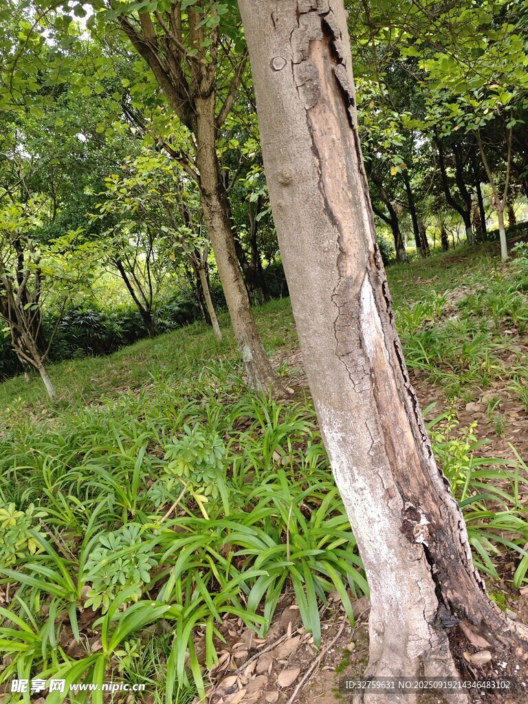 林間樹木與繁茂綠植