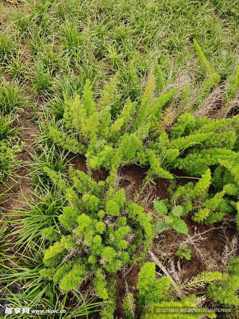 嫩綠蓬勃的野生植物