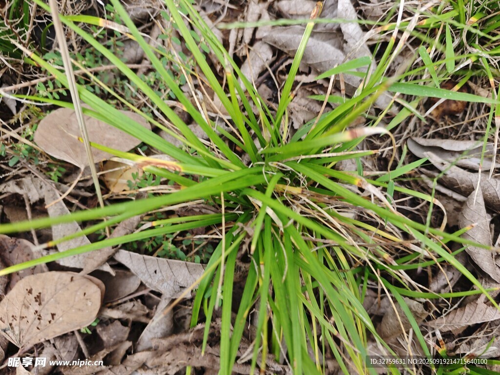 野外生長(zhǎng)的綠色草本植物