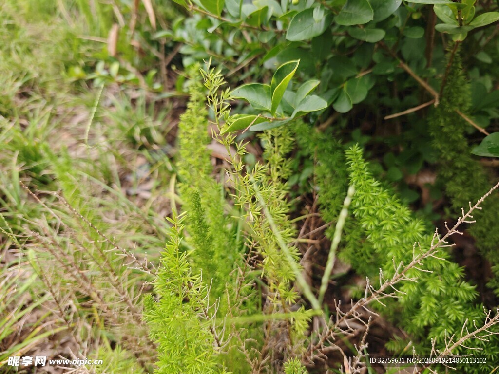 野外嫩綠叢生的蕨類植物