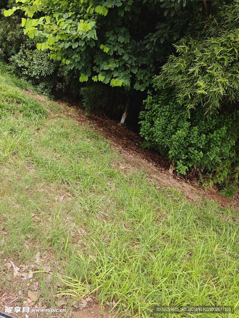 綠意盎然的草地與樹林