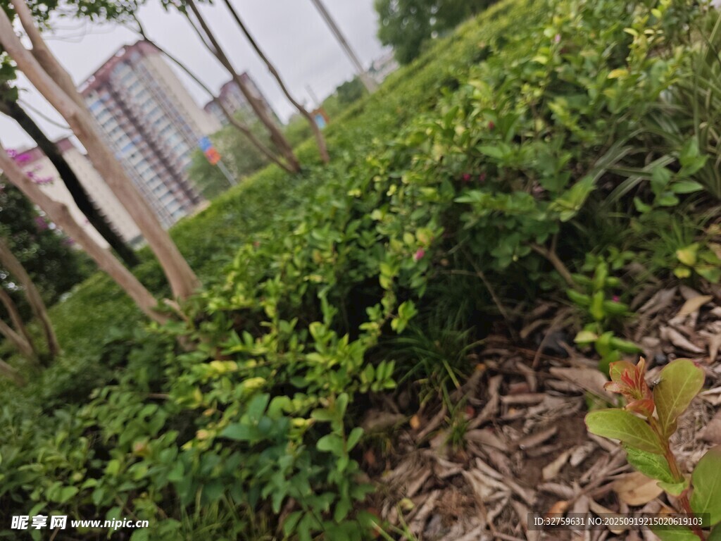 綠意盎然的戶外灌木叢