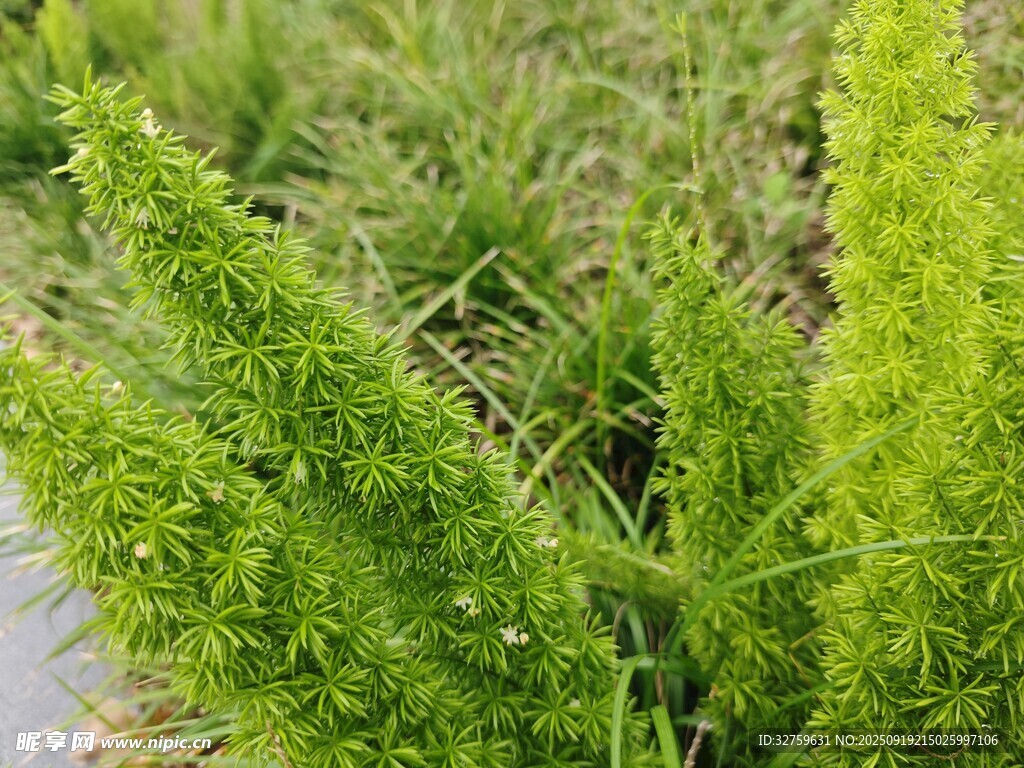 翠綠鮮嫩的叢生草本植物