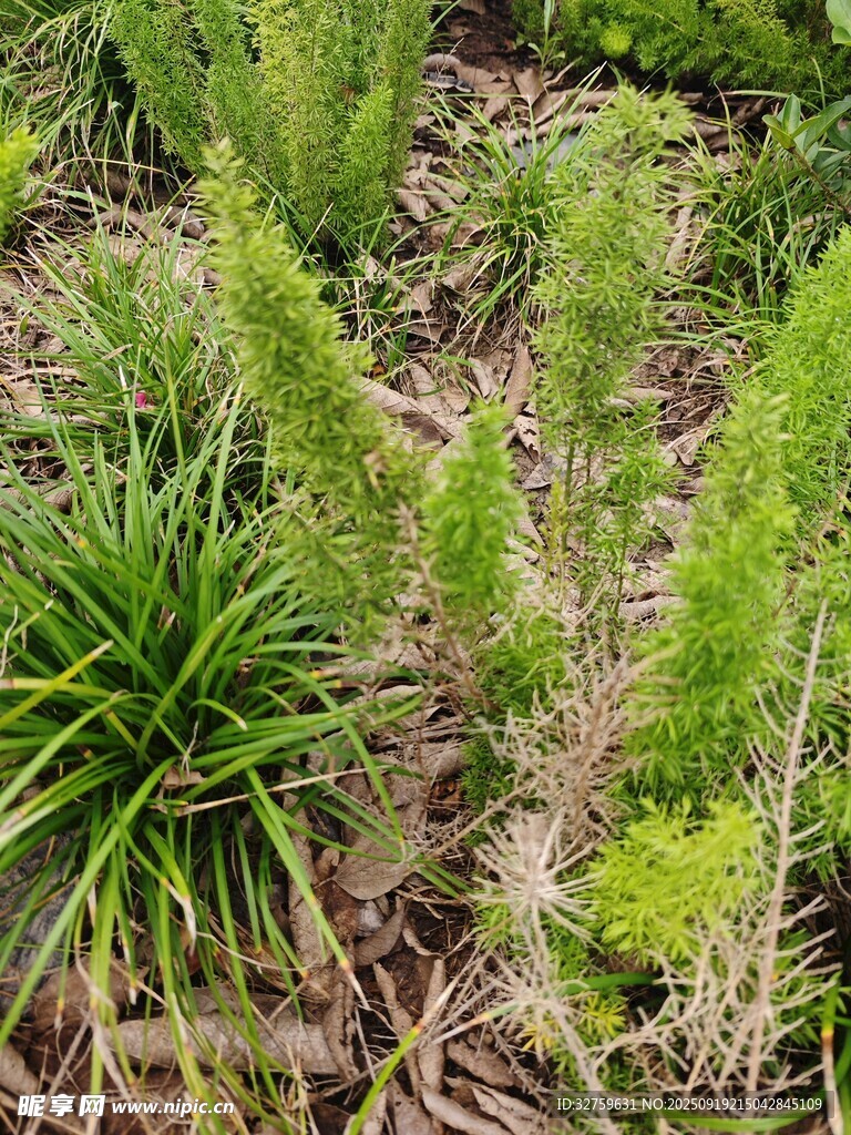 野外叢生的多樣綠色植物