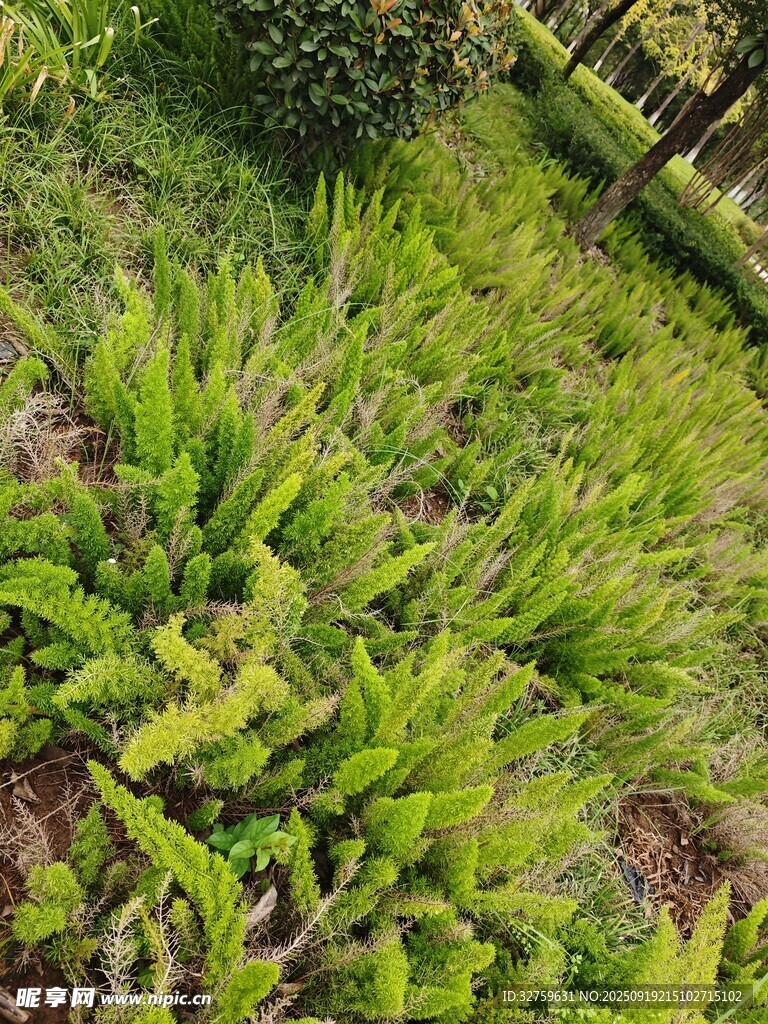 翠綠蕨類植物生機景象