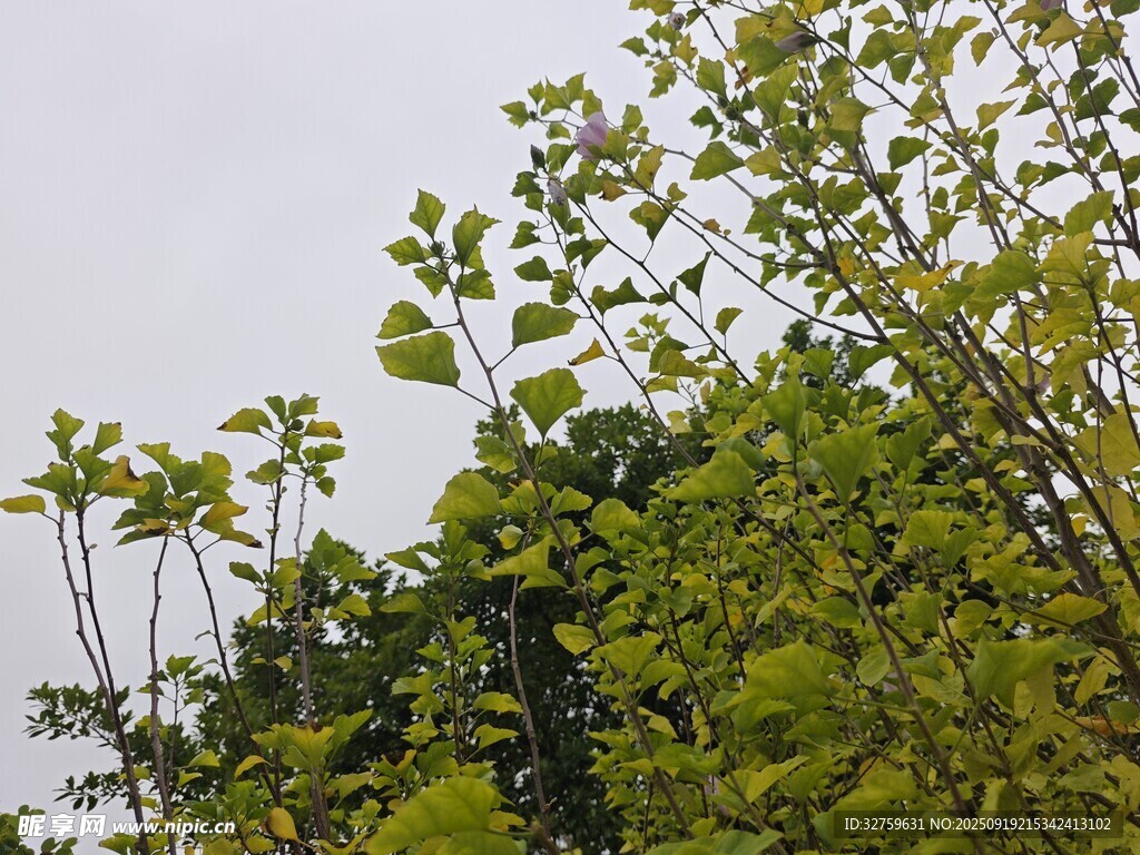 繁茂綠植展現(xiàn)自然生機