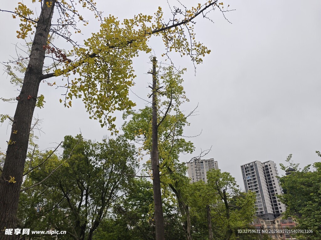 城市中蔥郁樹(shù)木與高樓
