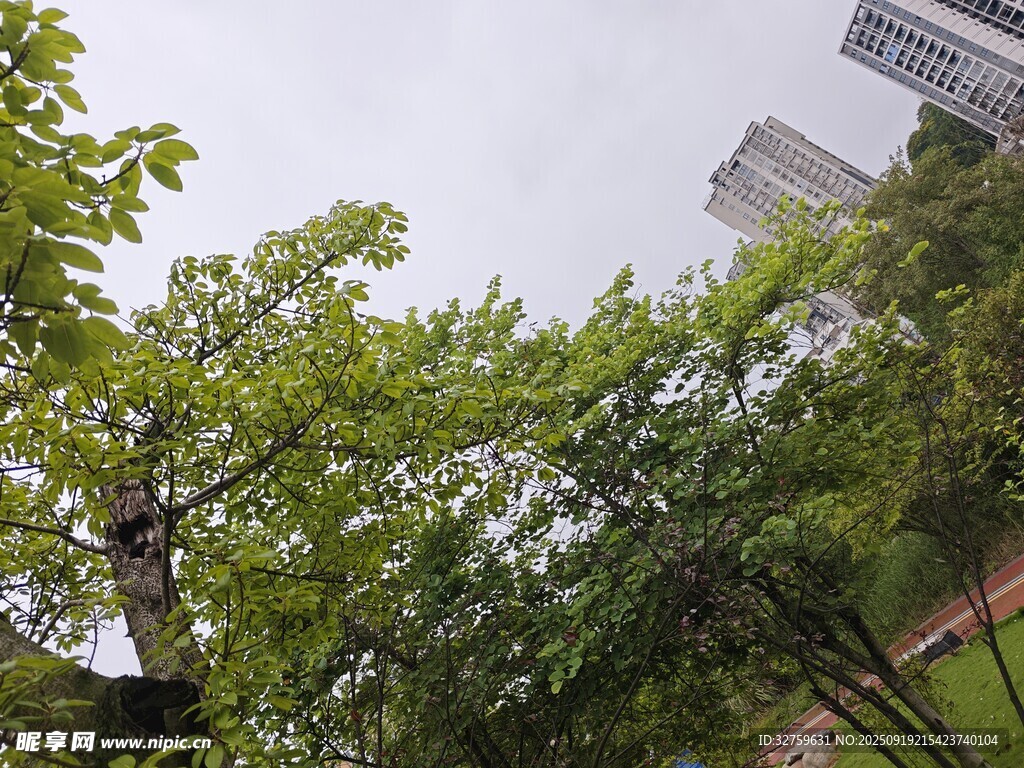 城市中繁茂的綠樹景觀