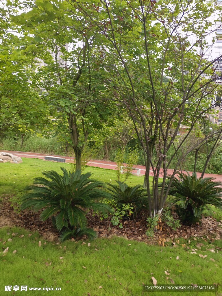 綠意盎然的園林植物景觀