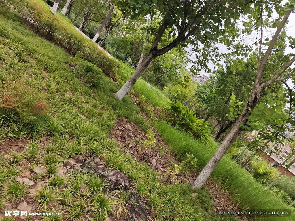 綠意盎然的林間草地