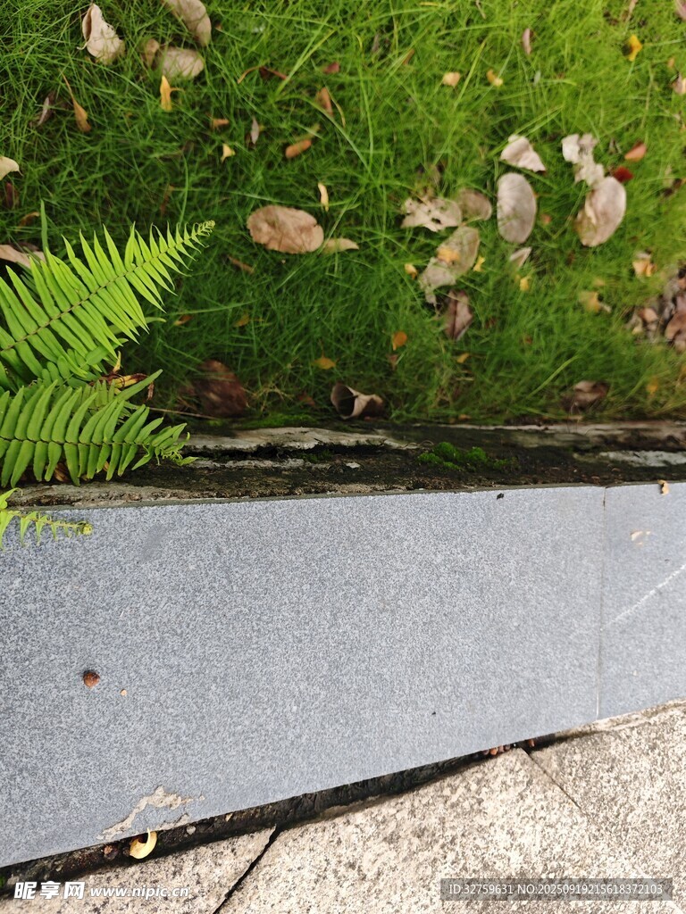 戶外石板旁的綠色蕨類植物