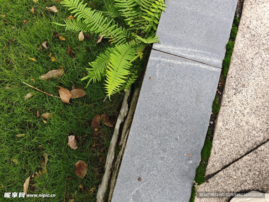 石板旁的翠綠蕨類植物
