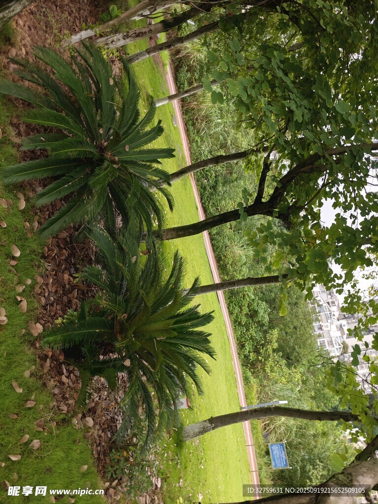 林間綠植景觀