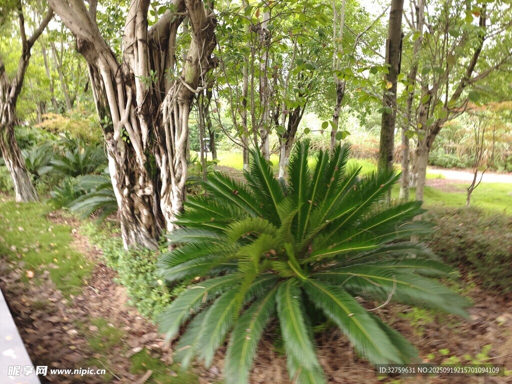園林中蔥郁的綠植景觀