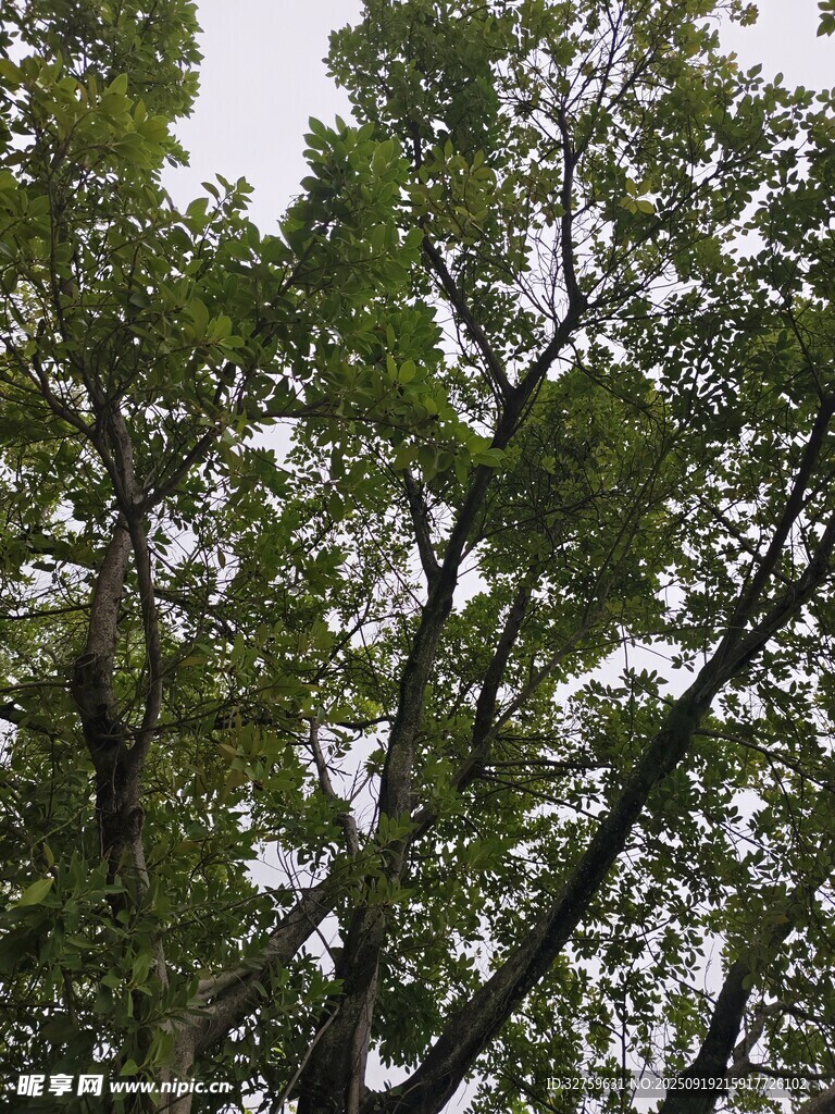 茂密枝葉下的綠意景象