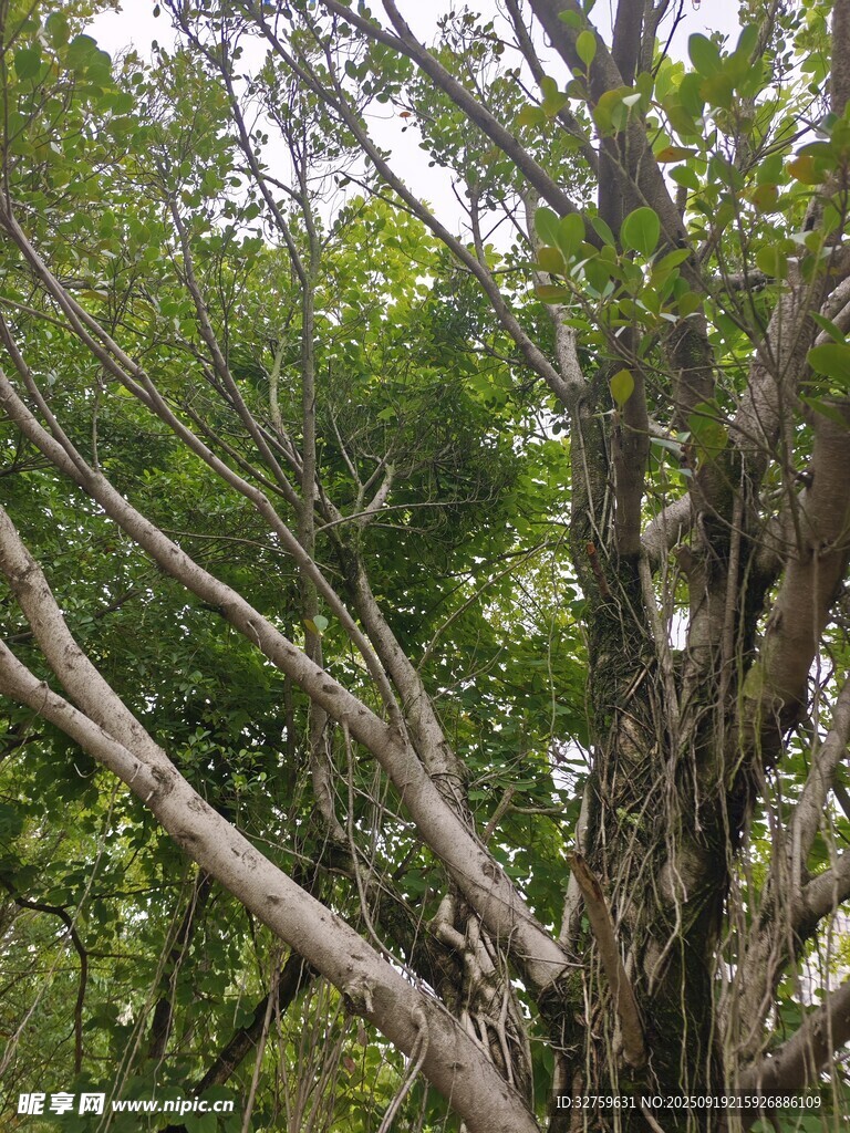 繁茂大樹展現(xiàn)自然生命力