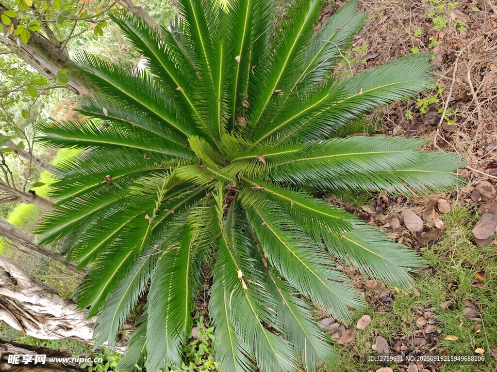翠綠龍舌蘭植物特寫