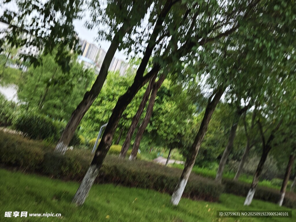 綠意盎然的林間草地