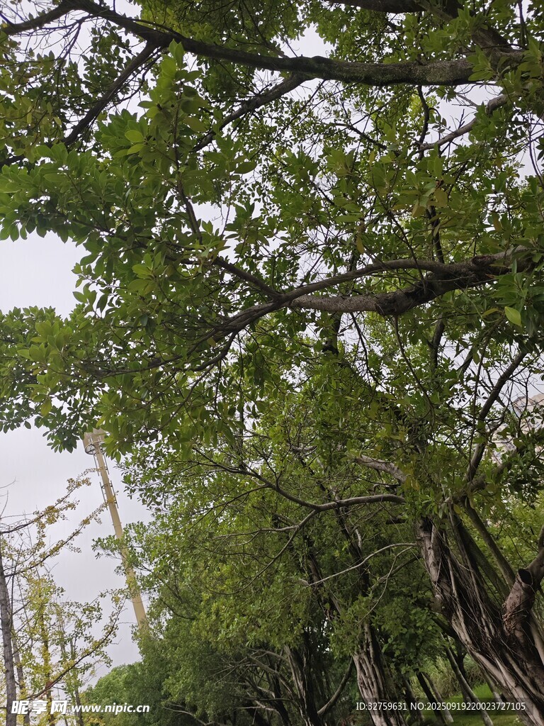 繁茂樹林中的蔥郁樹冠