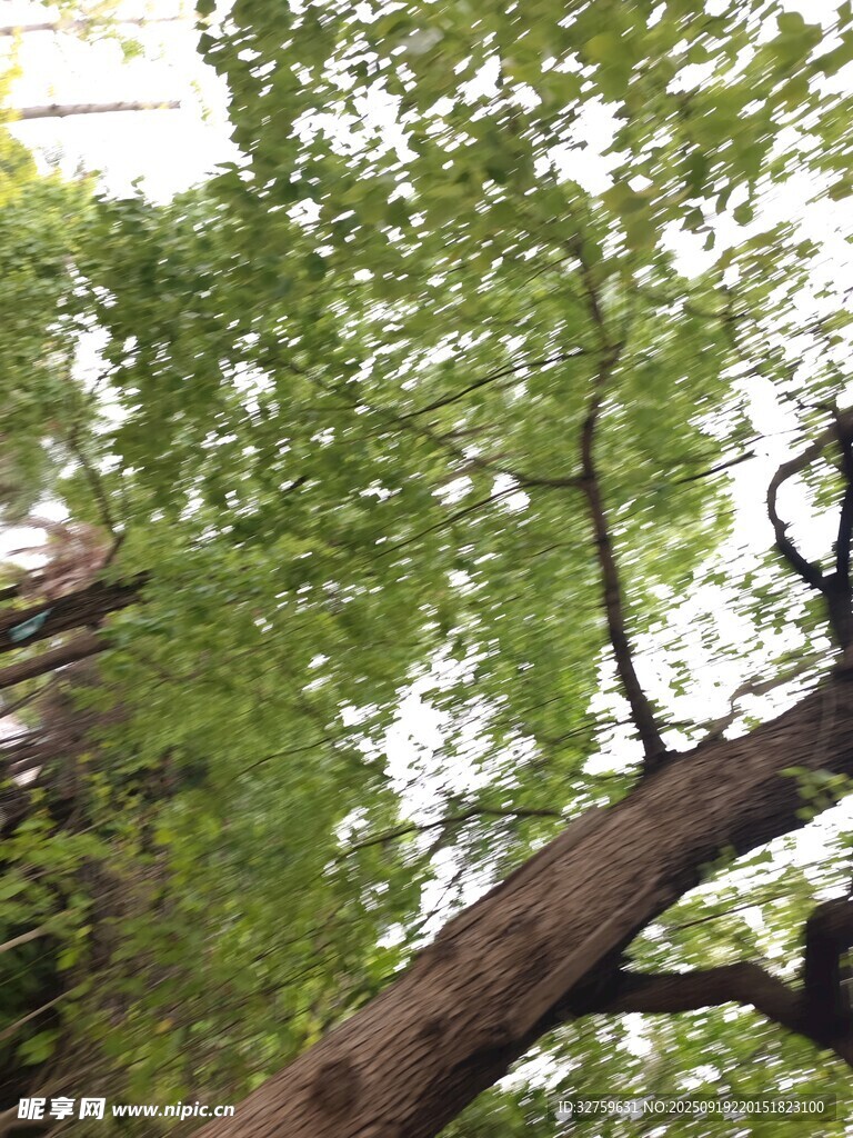 仰視視角下的繁茂綠樹(shù)