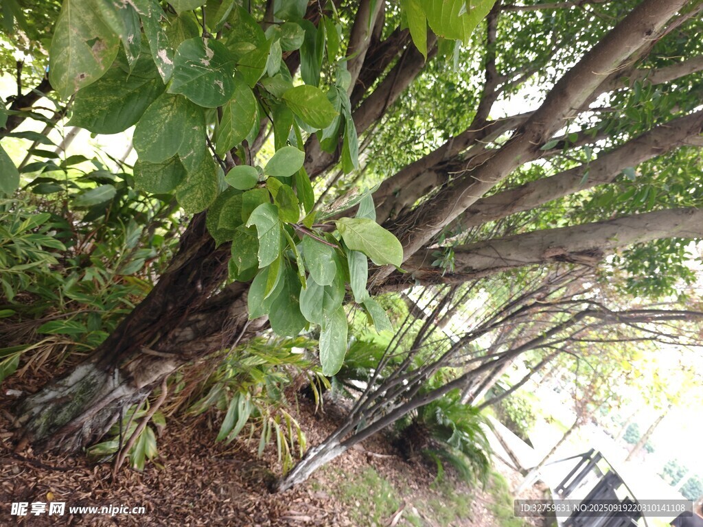 繁茂綠植下的樹干景觀