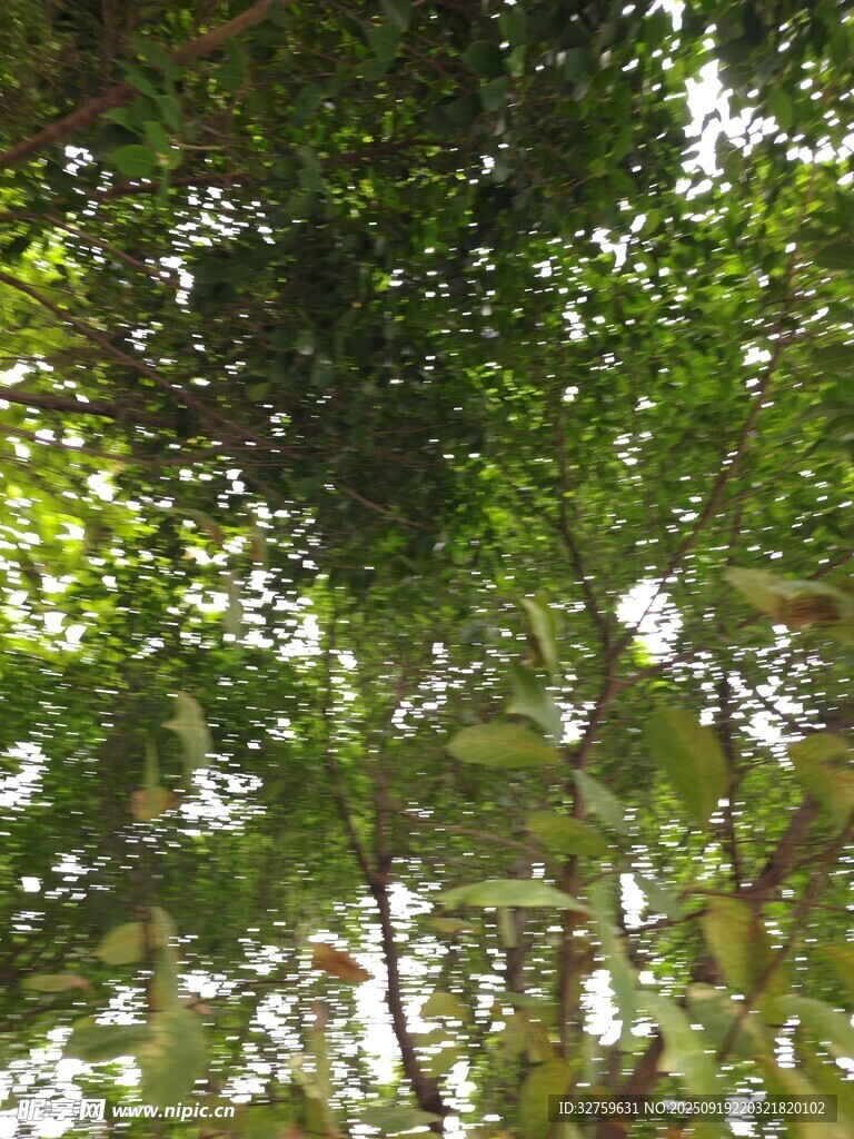 仰視茂密翠綠的樹冠