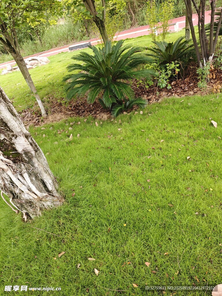 綠意盎然的戶外草地景觀