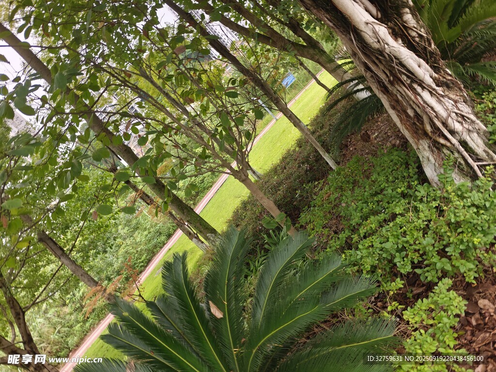 林間蔥郁植物景觀