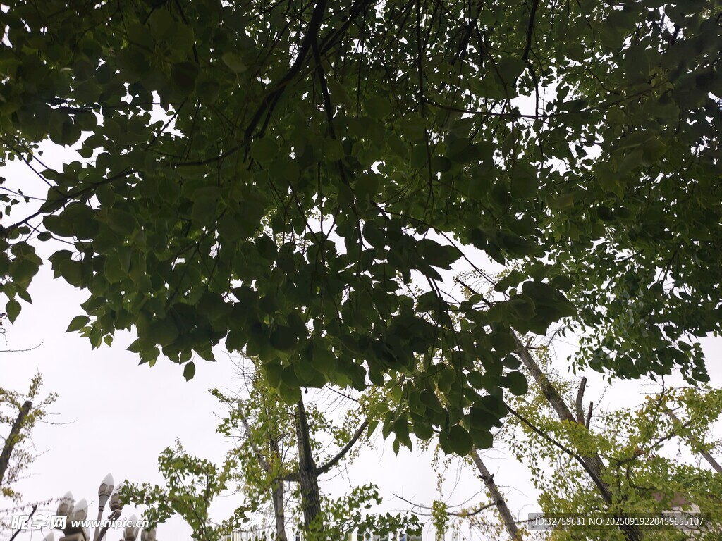 仰視茂密枝葉
