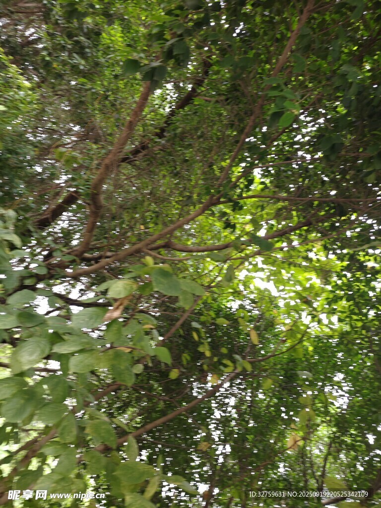 茂密樹林中的繁茂枝葉