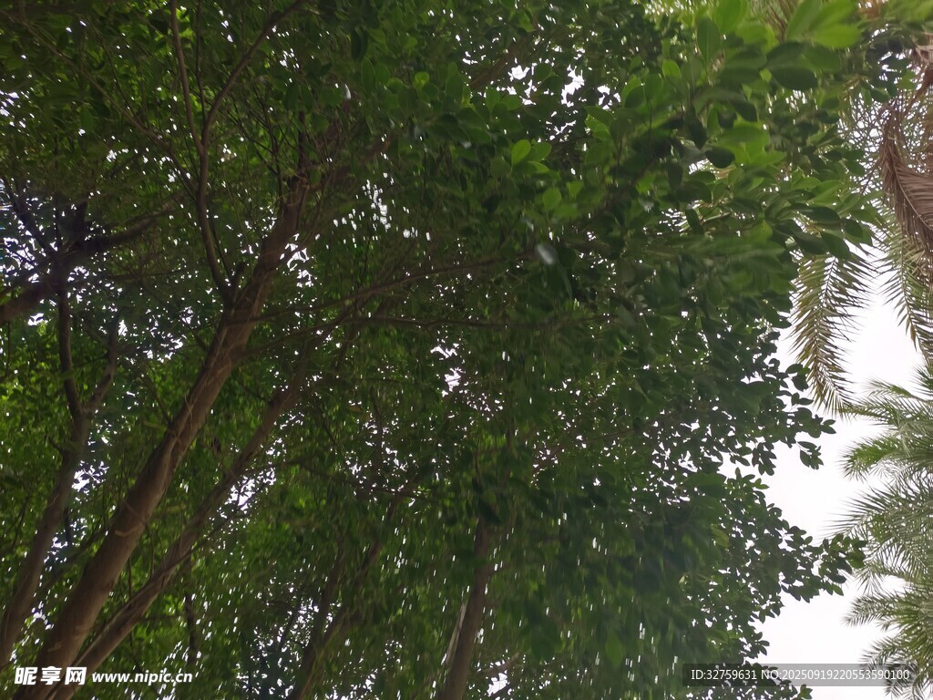 茂密樹林中的繁茂枝葉