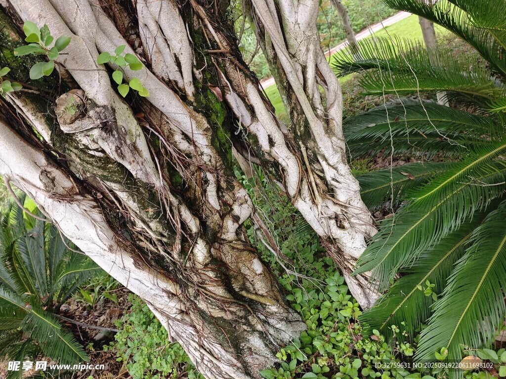 盤根錯節(jié)的植物根系